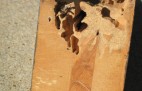 Wood Damage